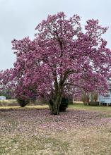 Purple blooms cover a bare tree.