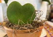 A leaf shaped like a heart grows in a pot.