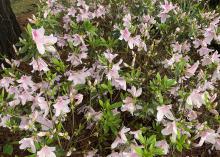 A bush has dozens of light-pink blooms.