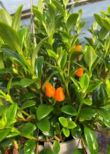 Small, orange flowers bloom on a green plant.