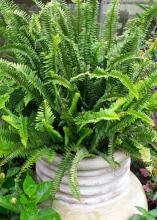 A fern grows from a large pot.