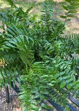 A lush fern has large fronds.