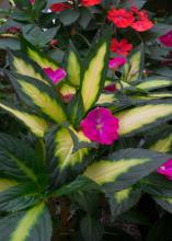 Pink and red flowers bloom on dark green leaves.