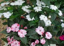 White and light pink flowers bloom on dark-green leaves.