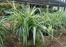 A row of containers grows light green plants.