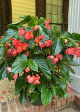 A plant with red flowers grows in a container on a porch.