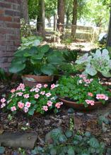 Pink flowers bloom in a shady area with green and white leaves.