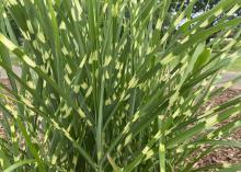 Grass blades are green with random yellowish patches.