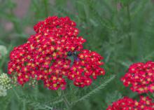 A black insect rests on a mass of tiny, red flowers.