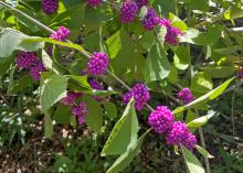 Clusters of purple berries line green branches.