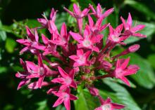 Small, dark pink flowers bloom in a cluster.