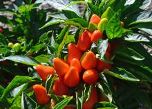 Orange peppers grow upright on green foliage.