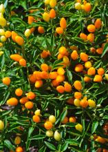 Yellow and orange peppers grow upright on green foliage.