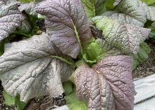 A Red Giant mustard plant has dark green leaves.