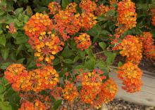 Flowers are made up of tiny orange blooms.