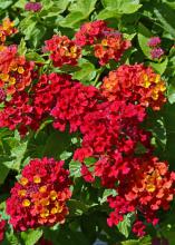 Flowers are made up of tiny red and yellow blooms.