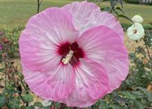 A large pink flower has a red center.