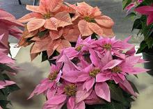 A poinsettia with pink bracts is next to a poinsettia with coral bracts.