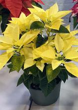 A poinsettia has yellow bracts.