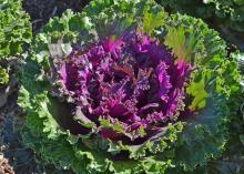 A kale plant has purple leaves surrounded by green leaves.