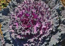 A dark kale plant has purple interior leaves.
