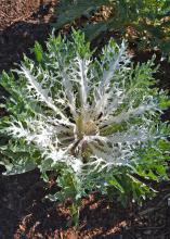 A kale plant has green leaves and white leaves.