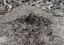 An open fire ant mound exposes the ants and eggs inside.