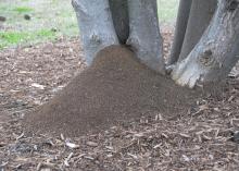 The base of trees is covered by a fire ant mound.