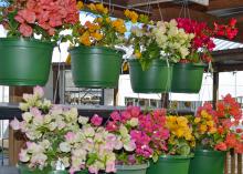 Colorful plants hang in two rows.