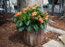 A plant with orange flowers grows in container in a landscape.