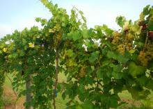 Clusters of grapes grow on a vine in an orchard.