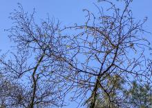 Closeup of pine tree branch with dropped needles.