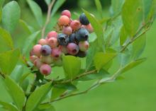 Blueberries ripen on a bush.