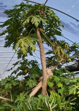A tree with a slender, long trunk grows inside a greenhouse.