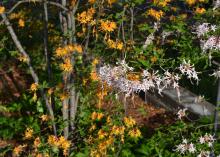 Wispy orange and white flowers bloom in clusters on bushes.