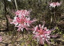 Wispy pink blooms rise above a mostly bare landscape.