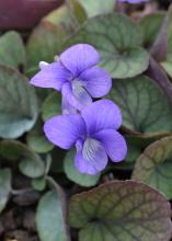 Two purple blooms grow above green veined leaves.