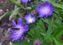 Purple, spiky blooms have light centers.