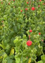 Red flowers bloom above a green shrub.