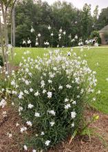 A small plant is covered with white blooms on slender stems.