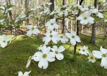 White dogwood blooms grow on bare branches.