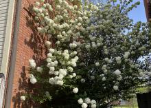 A tree covered in round, white flower balls grows beside a building.