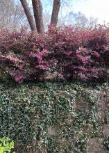 Vines hang down the front of a garden wall.