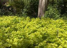 A mass of low, yellow plants covers the ground beneath a tree.