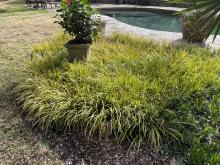 Tall, decorative grasses grow around a planter.