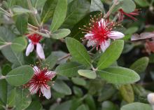 White flowers have spiky red centers.