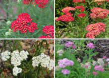 A collage depicts clusters of tiny purple, white, yellow and red flowers.