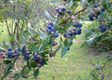 Rabbiteye blueberries make up 80 to 90 percent of the Mississippi’s blueberry crop. Recent dry weather has made harvesting easier than normal. (Photo by MSU Extension Service/File)