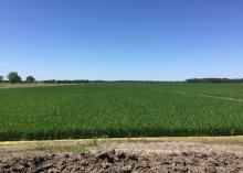 Mississippi’s rice crop was mostly in good or excellent condition in early June. This field in Washington County, Mississippi was photographed June 8, 2016. (Photo by MSU Extension Service/Bobby Golden)