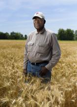 David Wade knows his Coahoma County, Mississippi, wheat would have produced better yields if persistent spring rains had not stunted the crop’s development. He is standing in his wheat field on May 23, 2016, shortly before harvest. (Photo by MSU Extension Service/Kevin Hudson)